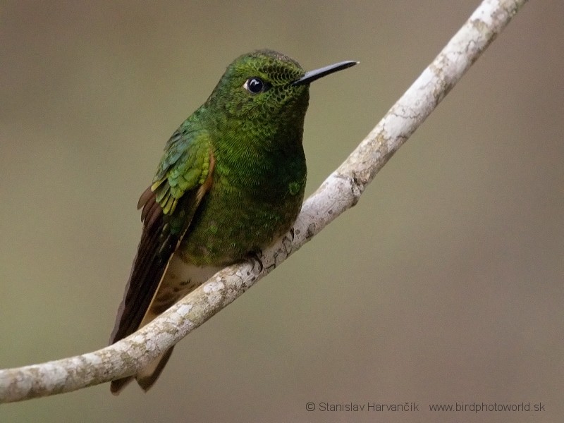 Buff-tailed Coronet - ML204424761