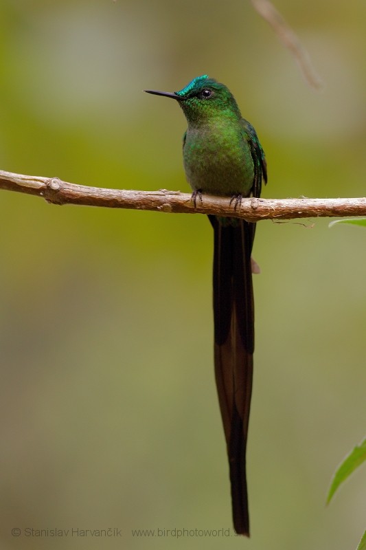 Long-tailed Sylph - Stanislav Harvančík