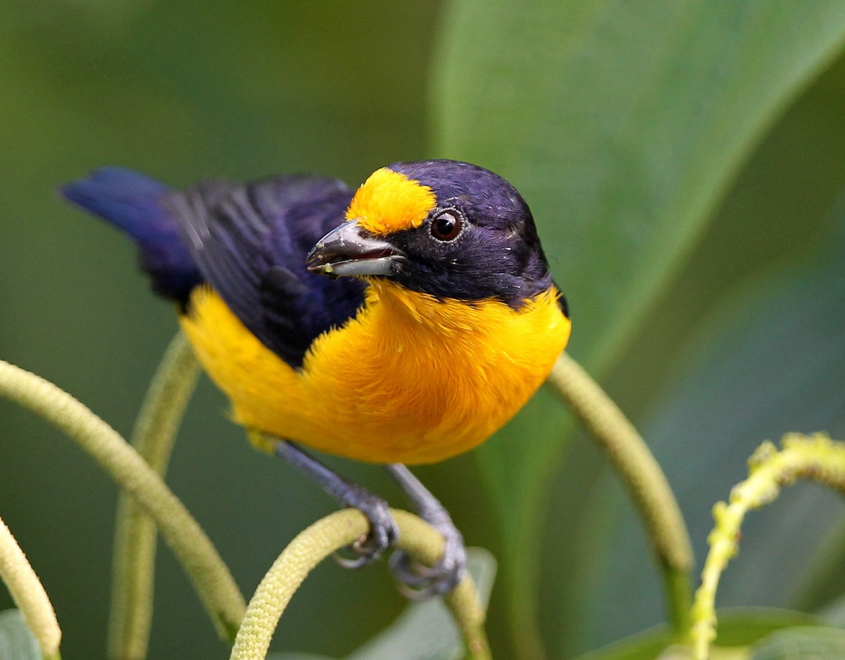 Violaceous Euphonia - ML204424981