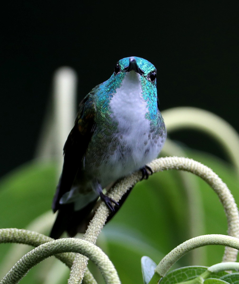 kolibřík běloprsý - ML204425021