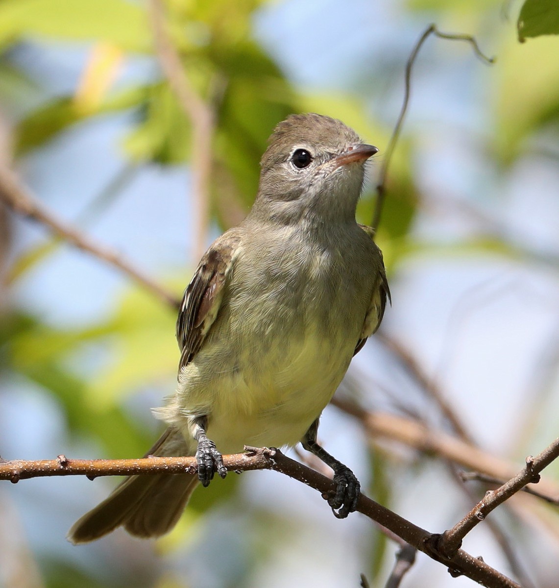 Yellow-bellied Elaenia - Hal and Kirsten Snyder