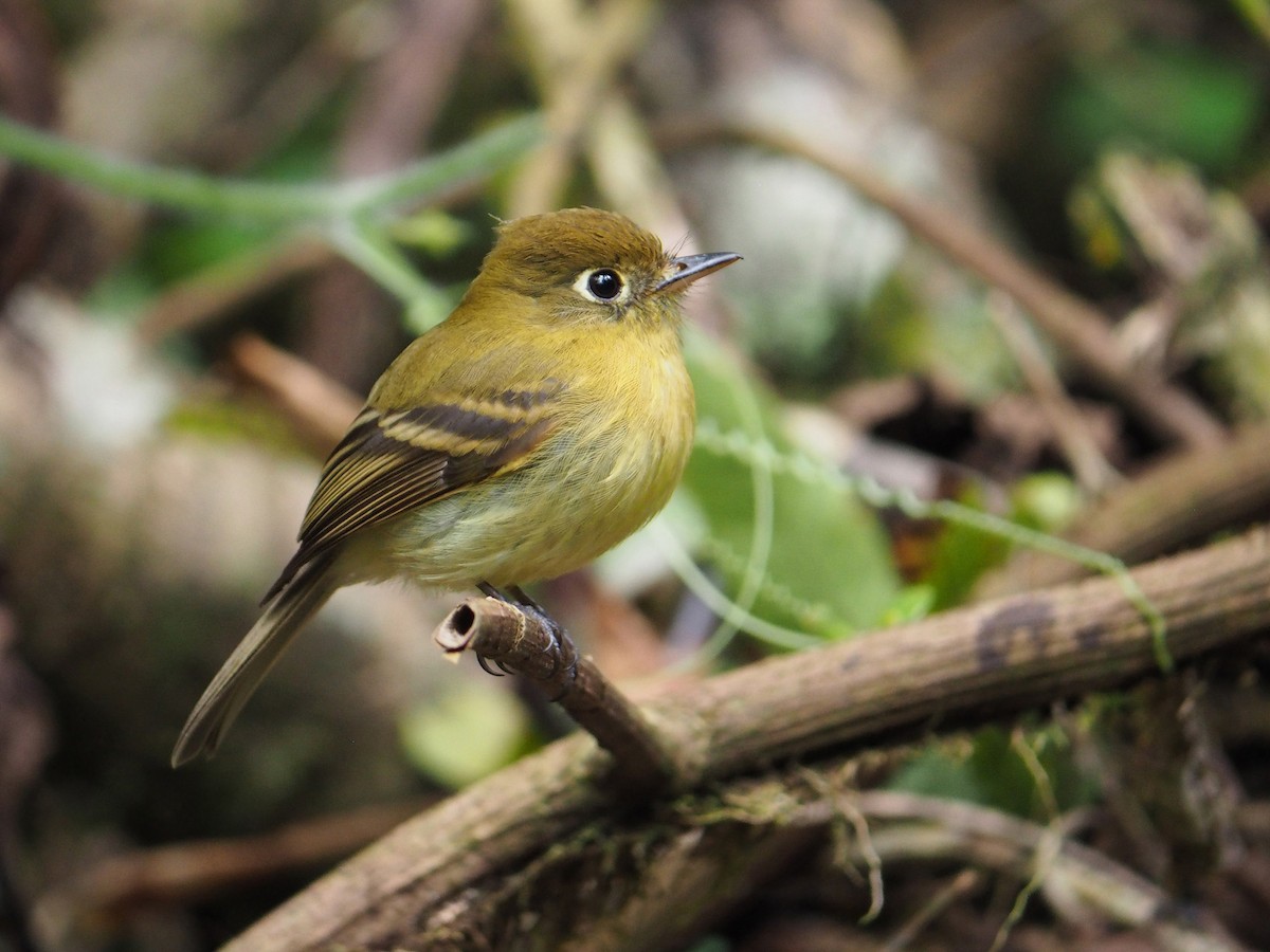 Yellowish Flycatcher - ML204425291