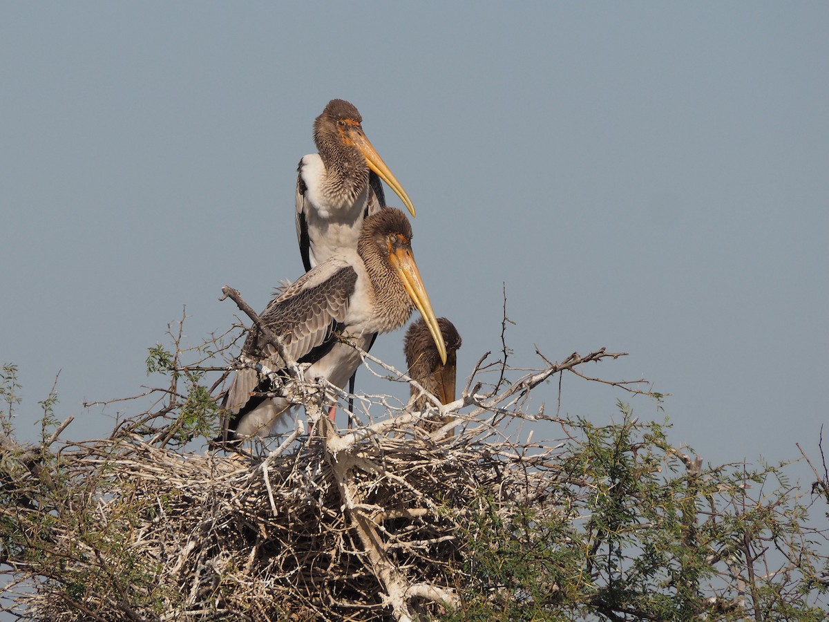 Painted Stork - ML204425321