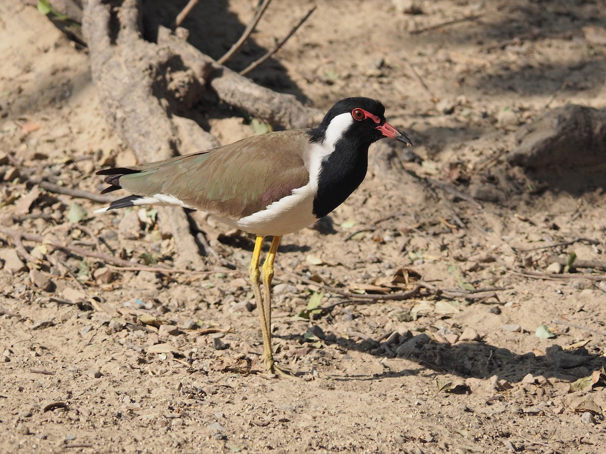 čejka černoprsá - ML204425501