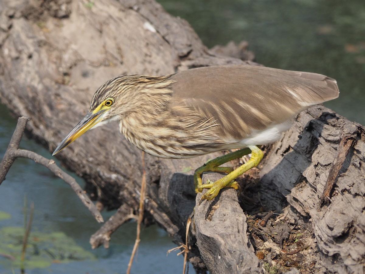 volavka hnědohřbetá - ML204425521