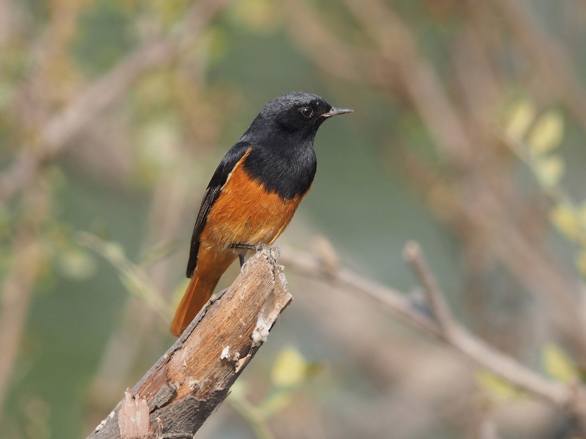 rehek domácí - ML204425531