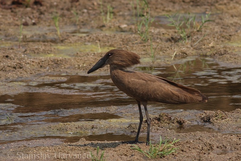 Hamerkop - ML204425661