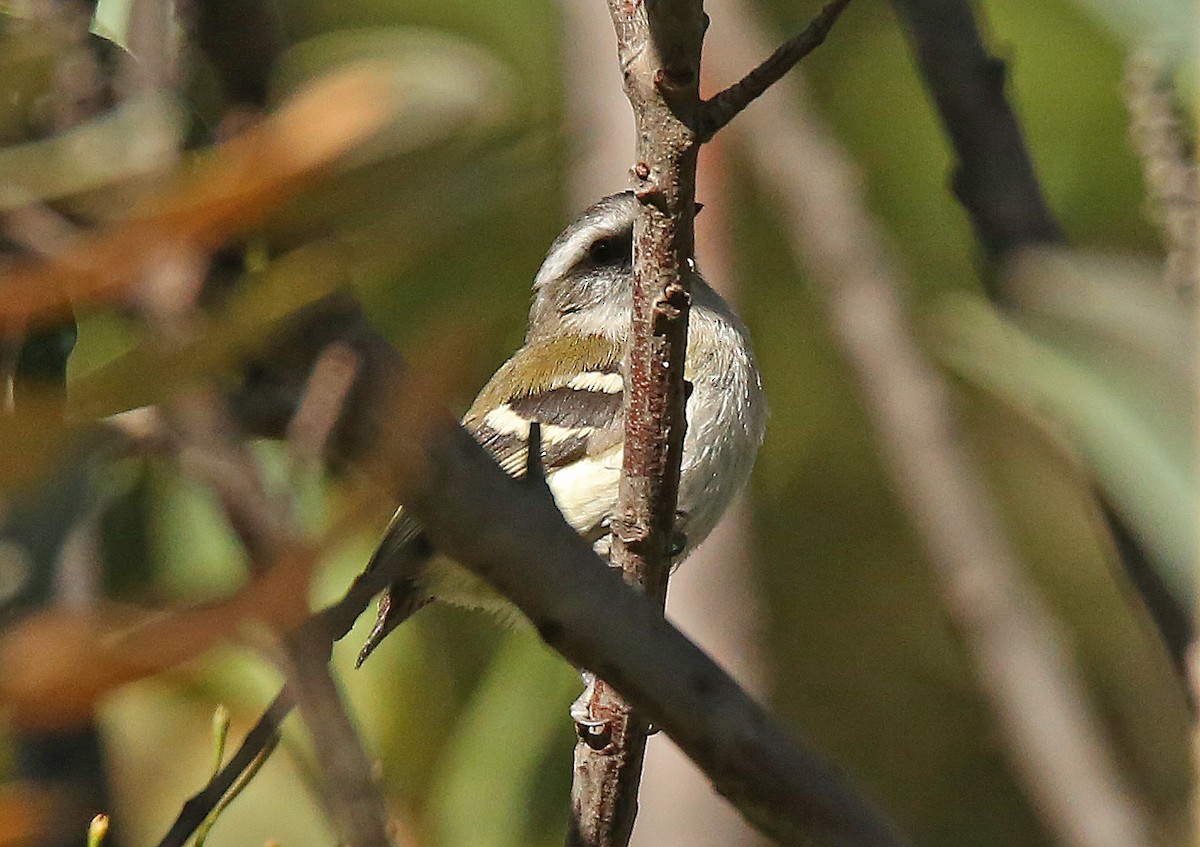 White-banded Tyrannulet - Roger Ahlman