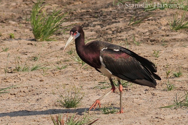 Abdim's Stork - ML204425711