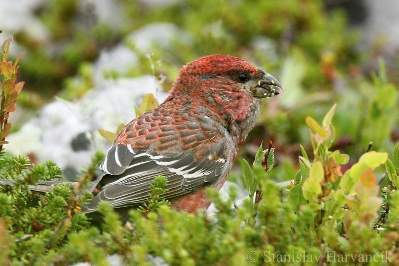 Pine Grosbeak (Eurasian) - ML204425771