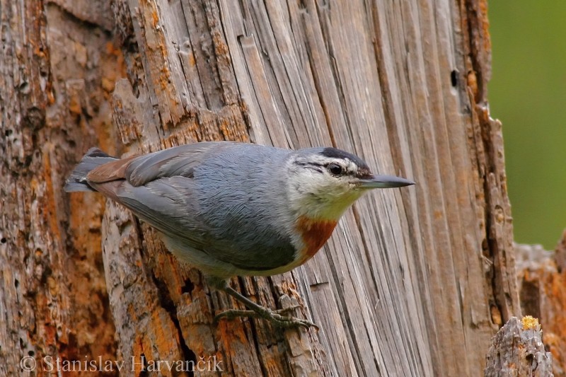 Krüper's Nuthatch - ML204426291