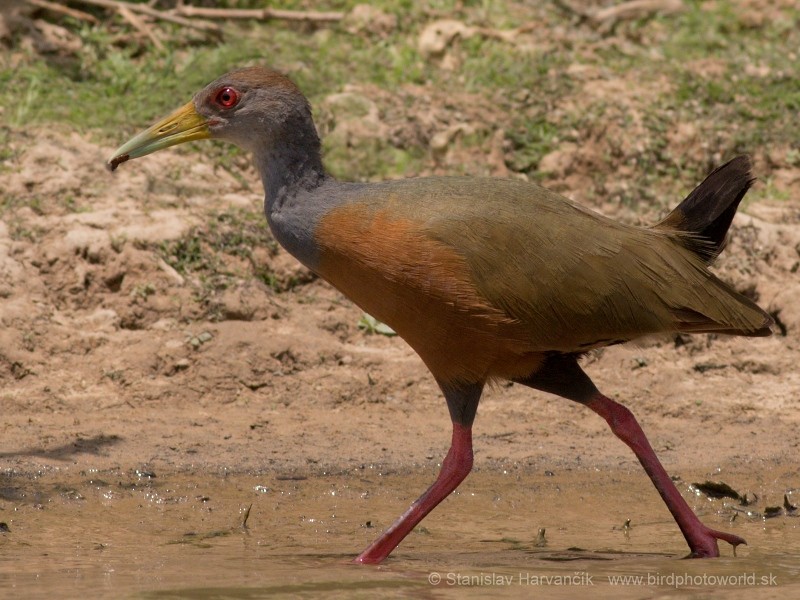 Gray-cowled Wood-Rail (Gray-cowled) - ML204426391