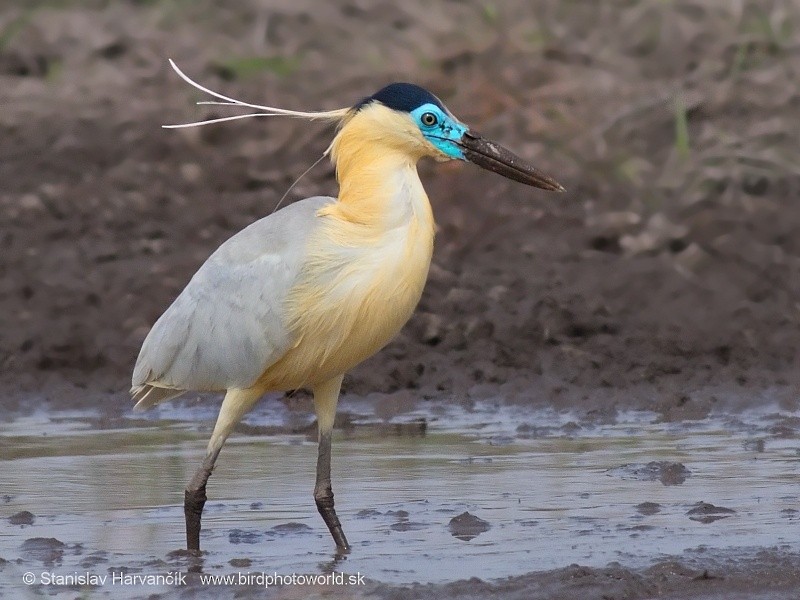 Capped Heron - Stanislav Harvančík