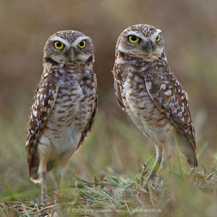 Burrowing Owl - ML204426651