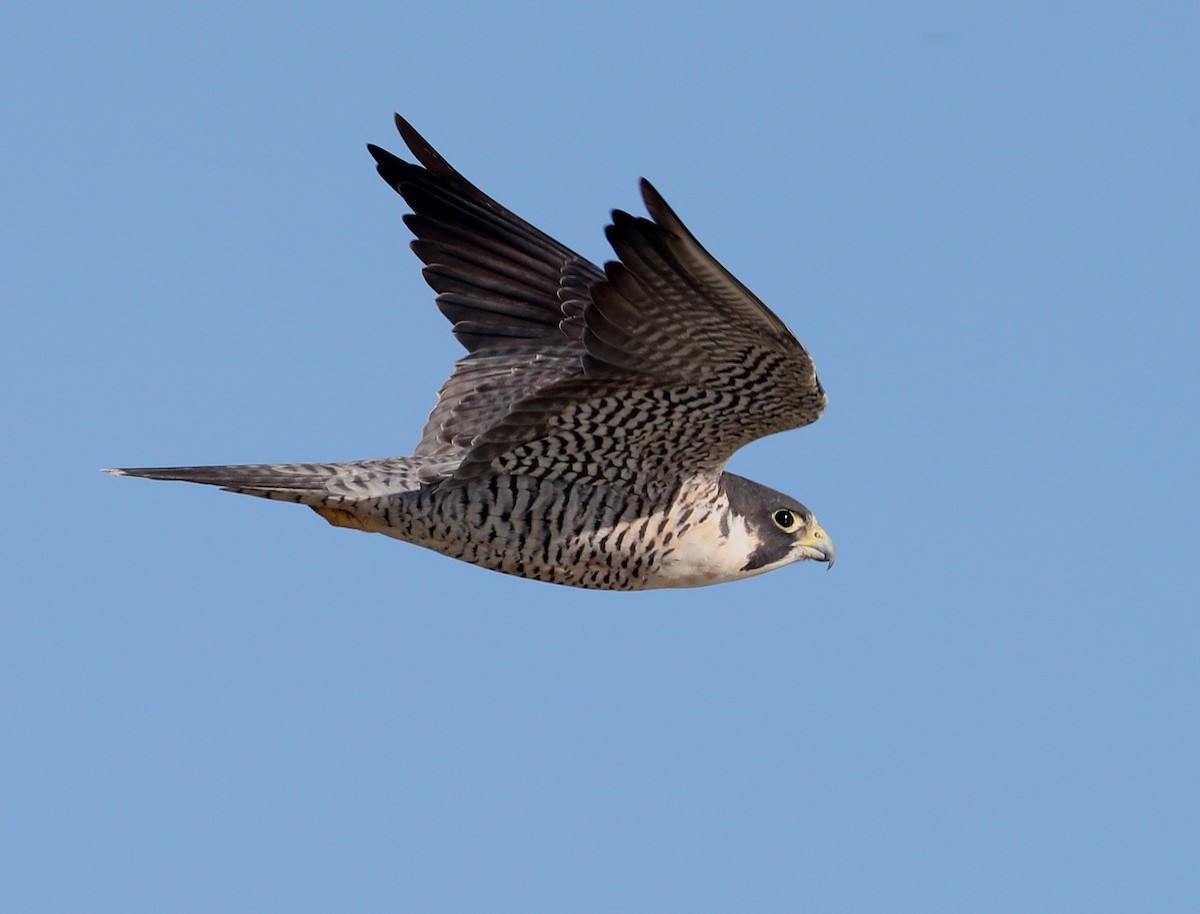 Peregrine Falcon (North American) - Hal and Kirsten Snyder