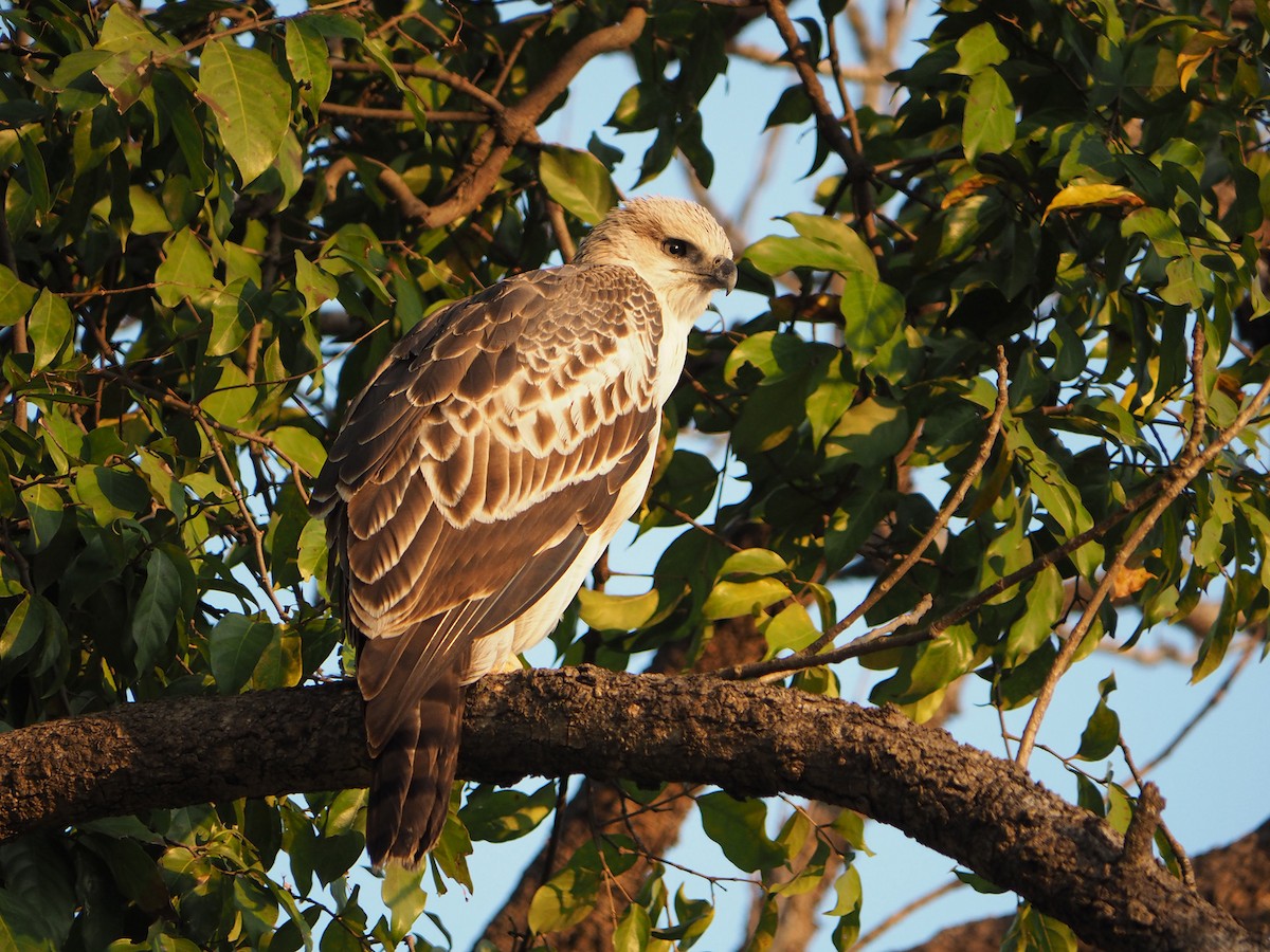 Changeable Hawk-Eagle (Changeable) - ML204427281