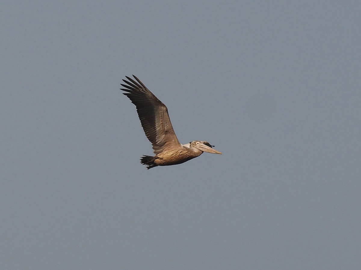 Spot-billed Pelican - ML204427321