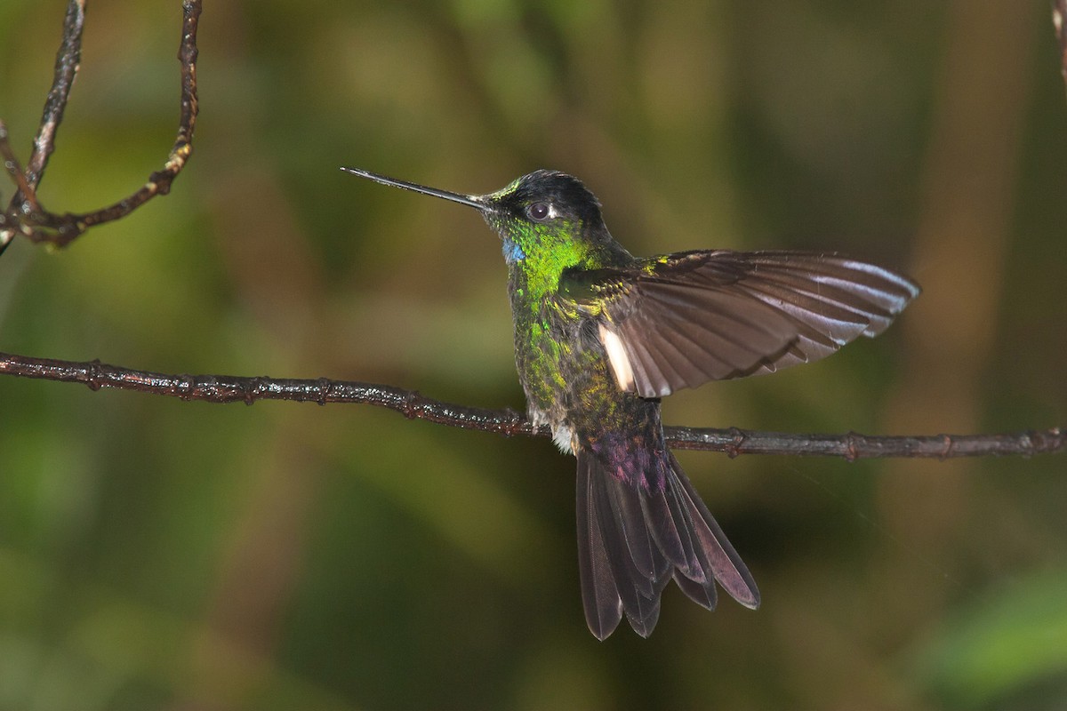 Buff-winged Starfrontlet - ML204427501