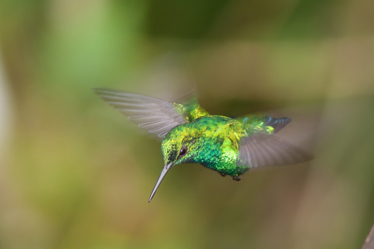 Western Emerald - ML204427571