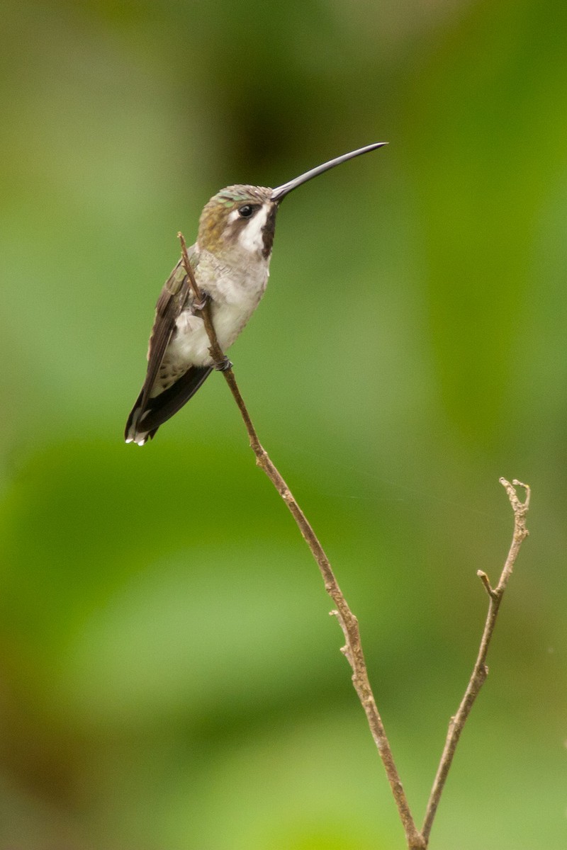 Long-billed Starthroat - ML204427661