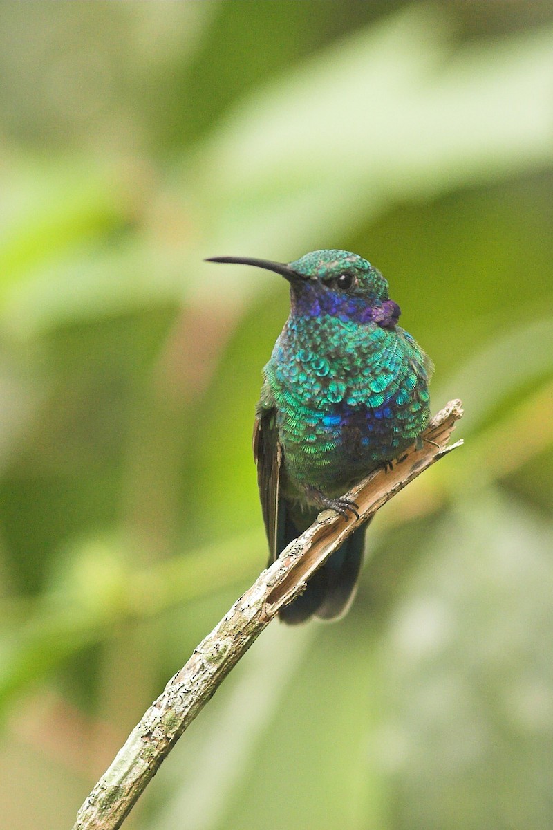 Sparkling Violetear - ML204427701