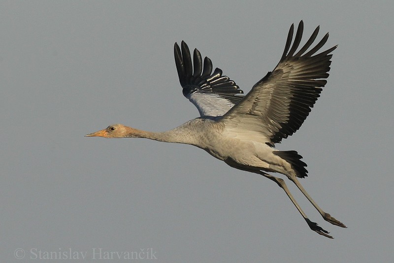 Common Crane - ML204427811