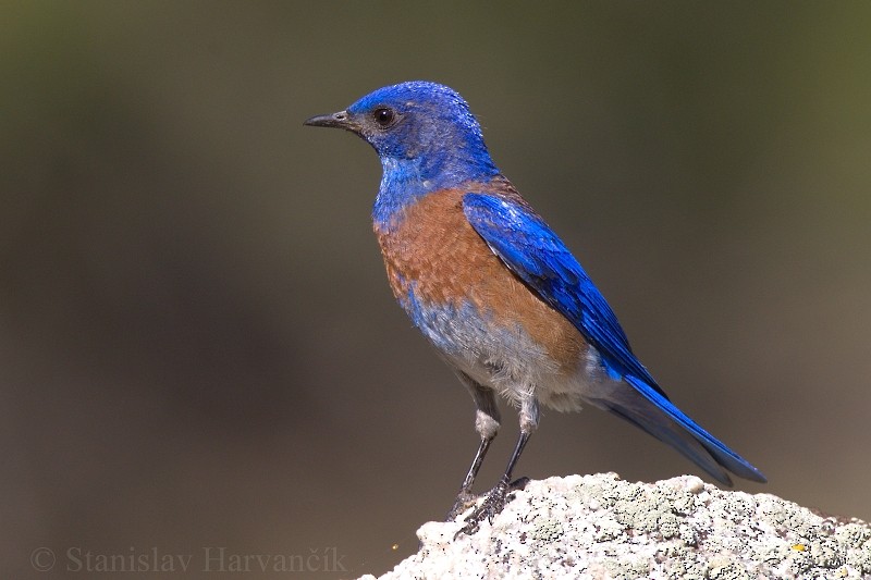 Western Bluebird - ML204427921