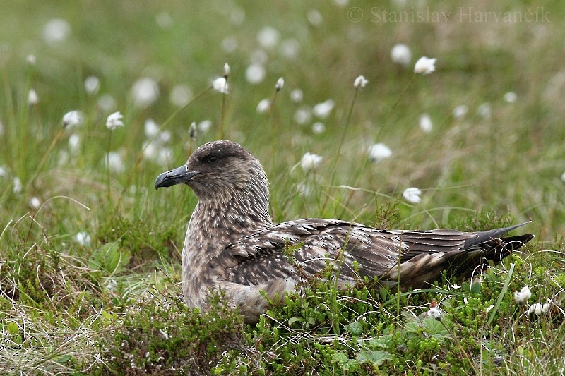 Great Skua - Stanislav Harvančík
