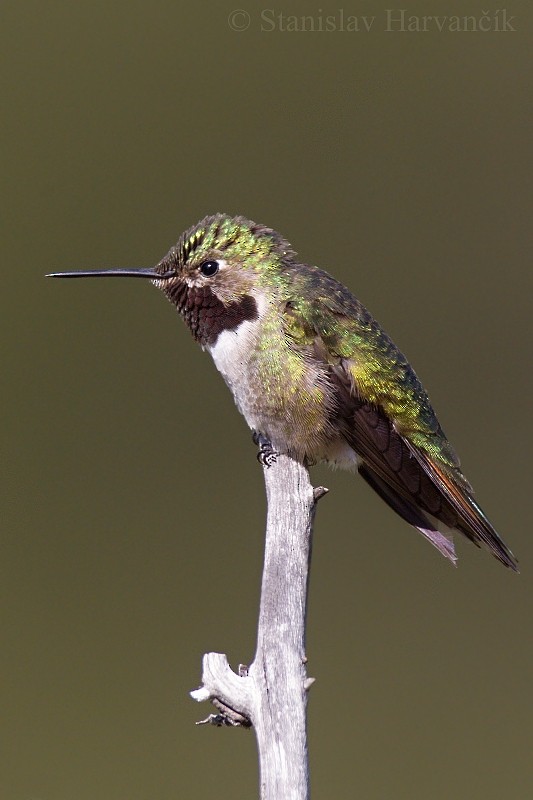 Broad-tailed Hummingbird - ML204428371