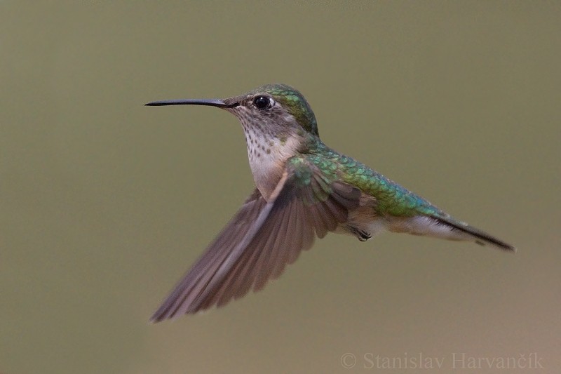 Broad-tailed Hummingbird - ML204428391