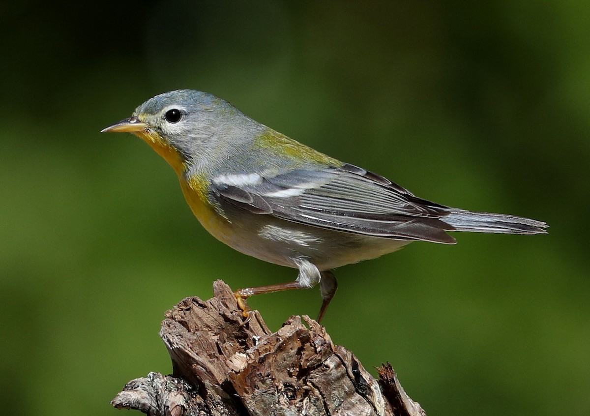 Northern Parula - Hal and Kirsten Snyder