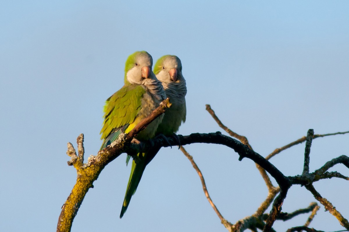 Monk Parakeet (Monk) - ML204429461