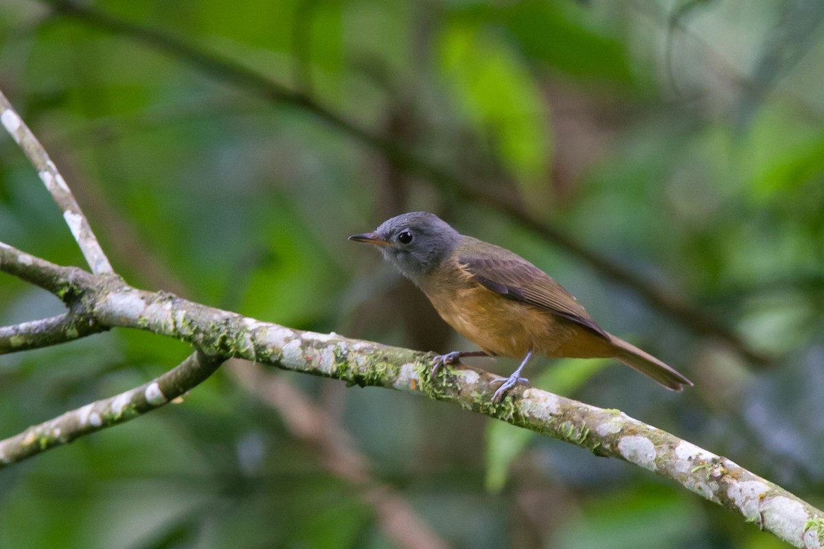 Gray-hooded Flycatcher - Rafael Merchante