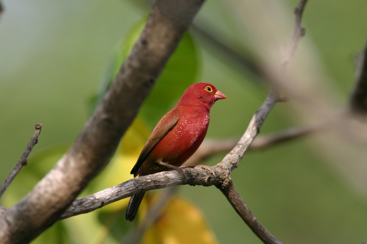 Red-billed Firefinch - ML204429561