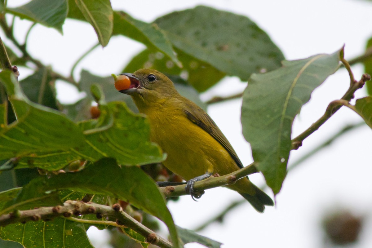 Thick-billed Euphonia - Rafael Merchante