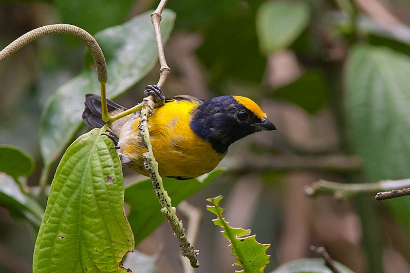 Orange-bellied Euphonia - ML204429791