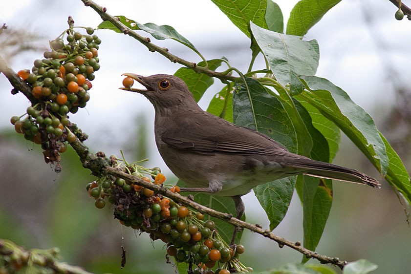 Ecuadorian Thrush - ML204429901