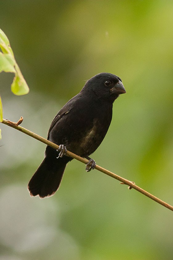 Thick-billed Seed-Finch - ML204429911