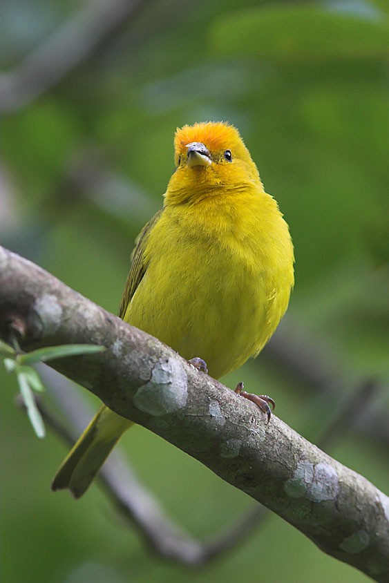 Saffron Finch - ML204430061