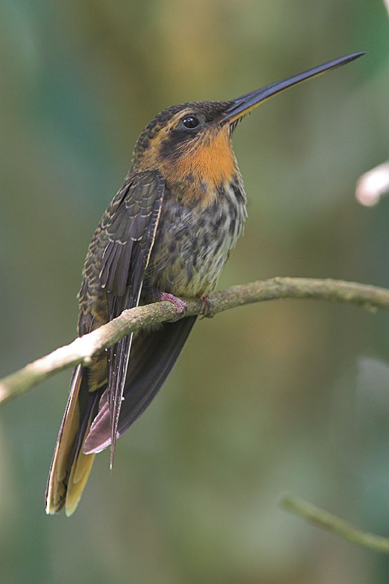 Saw-billed Hermit - ML204430071