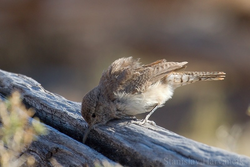 Rock Wren - ML204430241