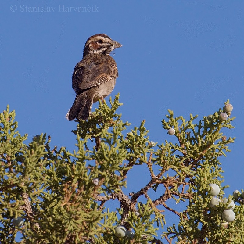 Lark Sparrow - ML204430561