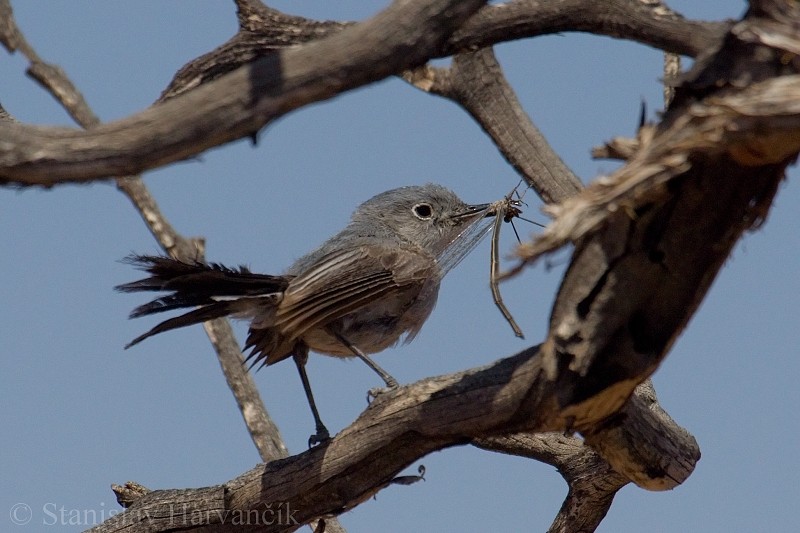 Blue-gray Gnatcatcher - Stanislav Harvančík