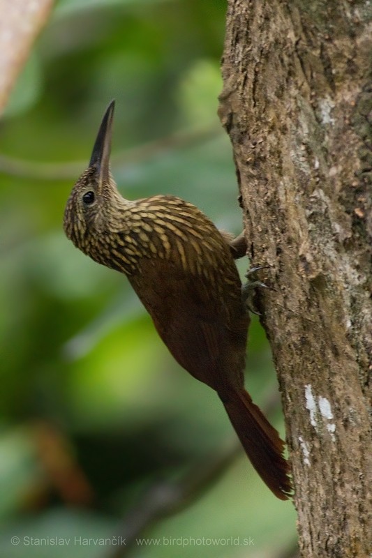 Buff-throated Woodcreeper (Buff-throated) - Stanislav Harvančík