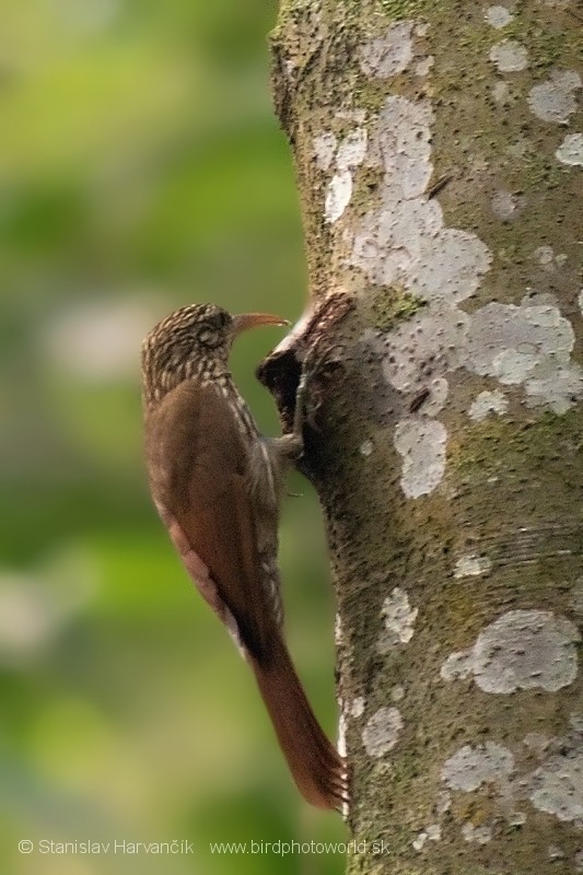 Streak-headed Woodcreeper - ML204430871