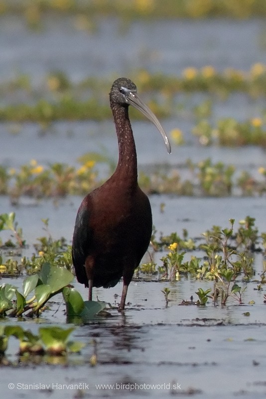ibis hnědý - ML204430891