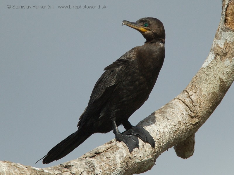 Neotropic Cormorant - ML204431091