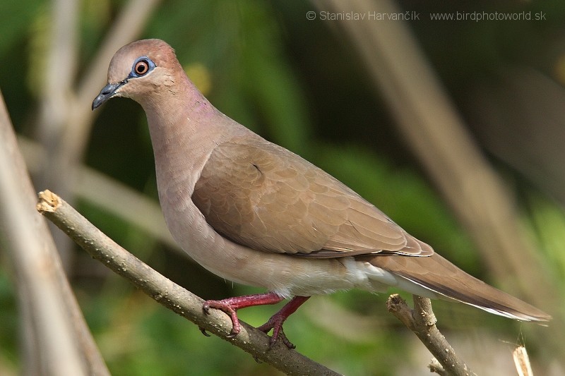 White-tipped Dove - ML204431101