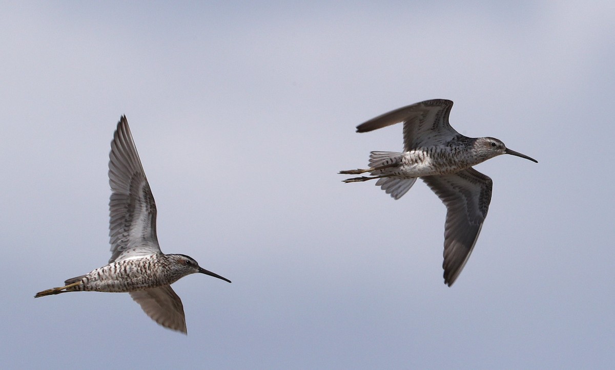 Stilt Sandpiper - Hal and Kirsten Snyder