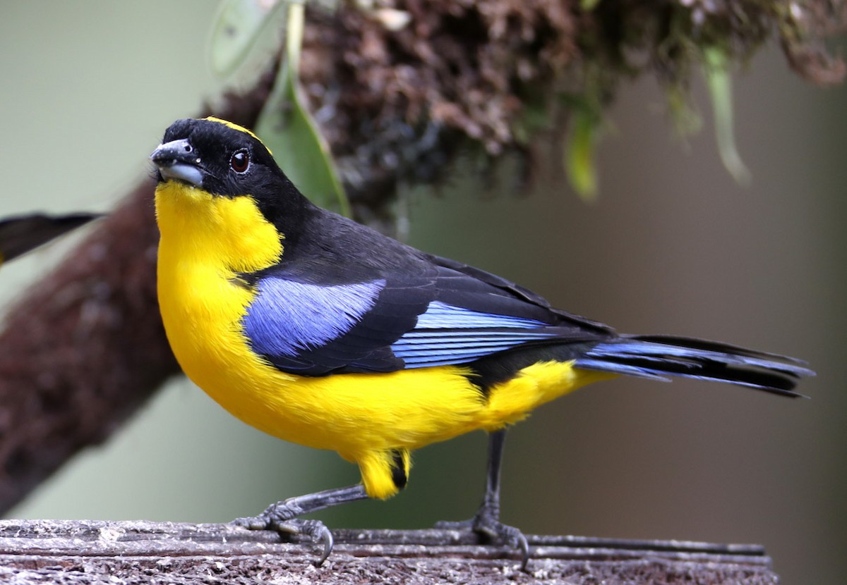 Blue-winged Mountain Tanager (Blue-winged) - ML204431581